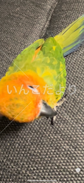 迷い鳥の写真