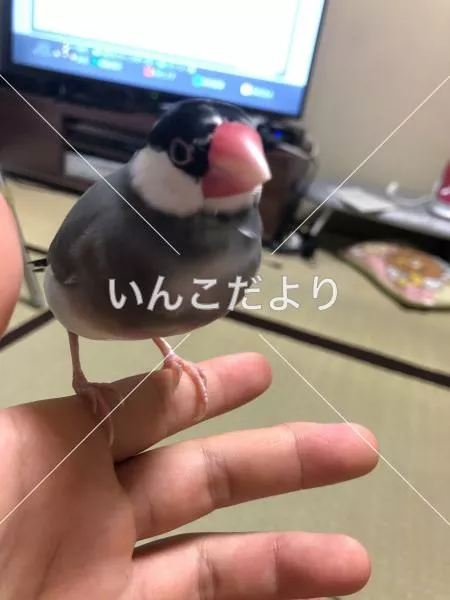 迷い鳥の写真