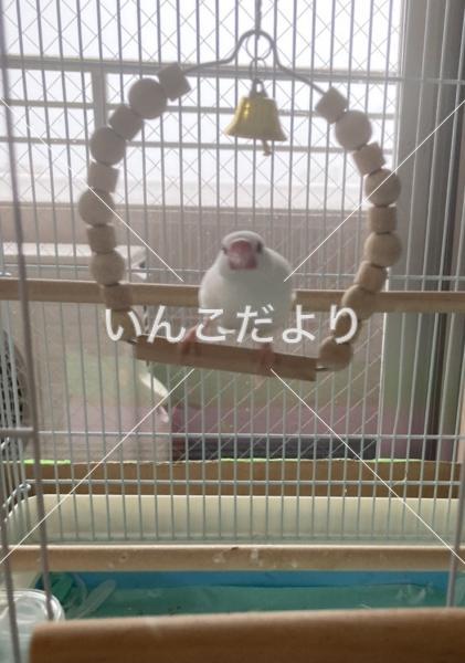 迷い鳥の写真