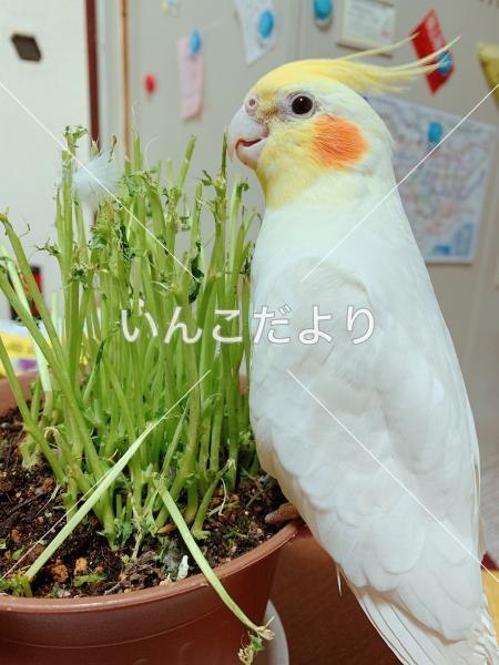 迷い鳥の写真