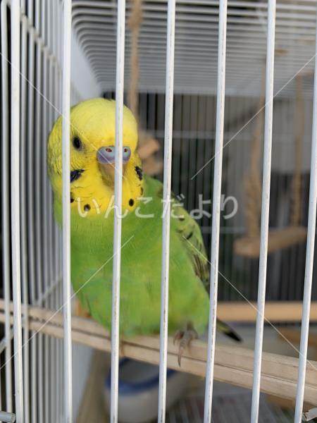 保護鳥の写真