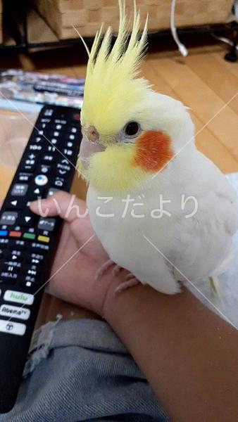 迷い鳥の写真