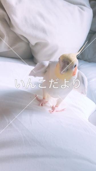 迷い鳥の写真