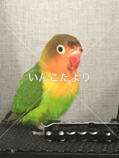 迷い鳥の写真