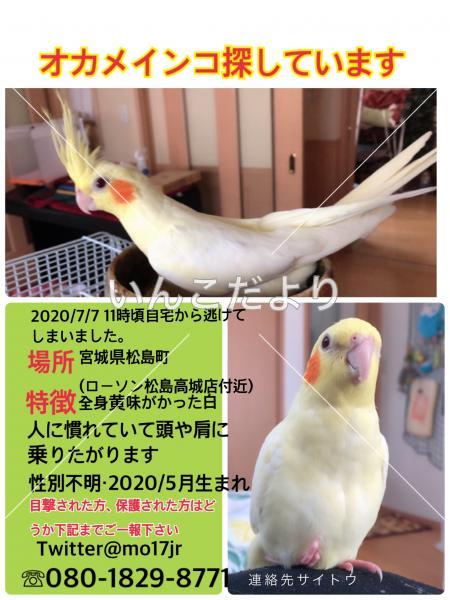 迷い鳥の写真