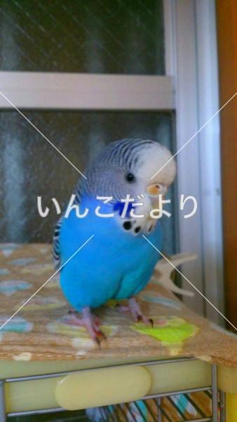 迷い鳥の写真