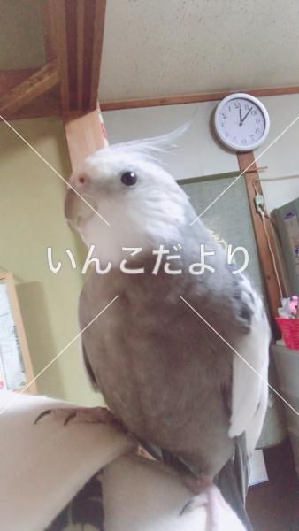 迷い鳥の写真