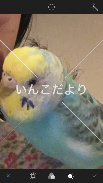 迷い鳥の写真