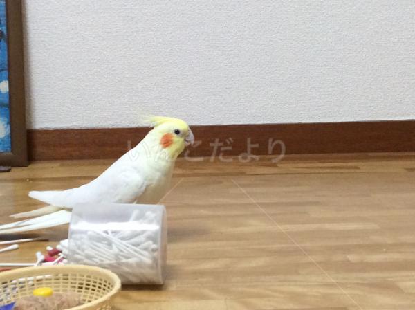 迷い鳥の写真