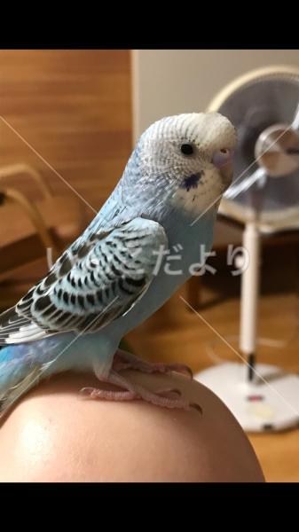 迷い鳥の写真