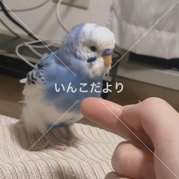 迷い鳥の写真