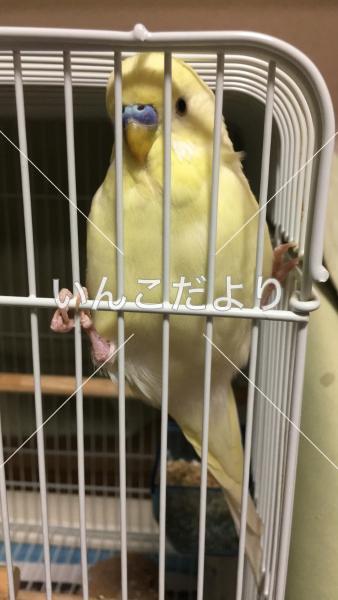 迷い鳥の写真