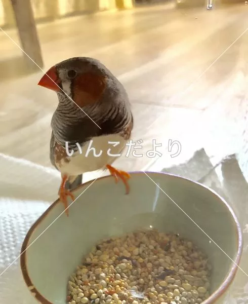 保護鳥の写真