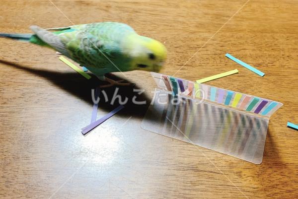 迷い鳥の写真
