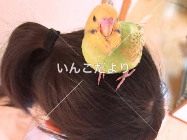 迷い鳥の写真