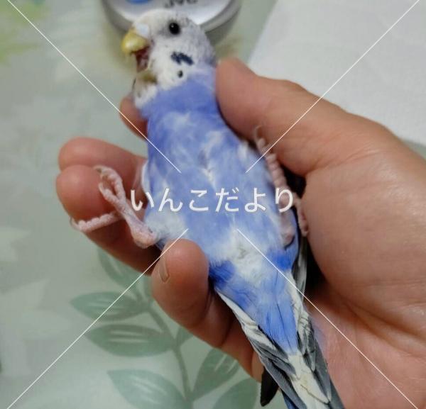 迷い鳥の写真