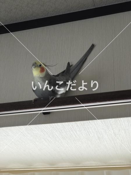 迷い鳥の写真