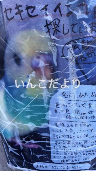 迷い鳥の写真