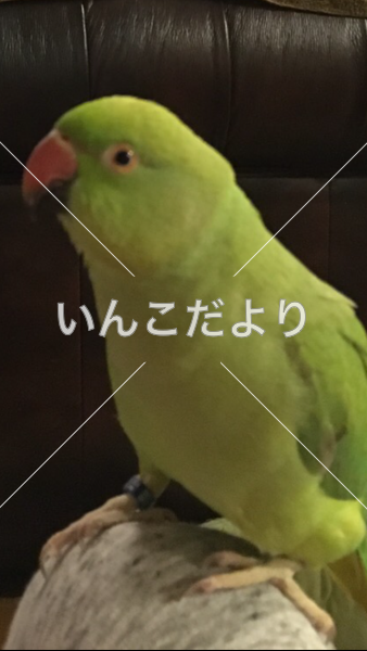迷い鳥の写真