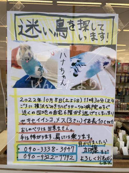 迷い鳥の写真