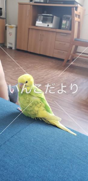 迷い鳥の写真