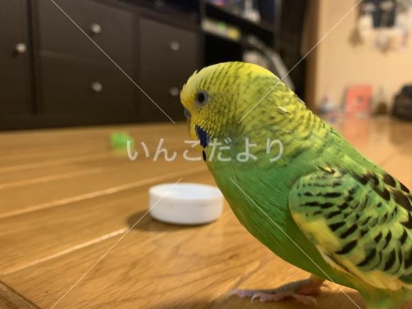 迷い鳥の写真