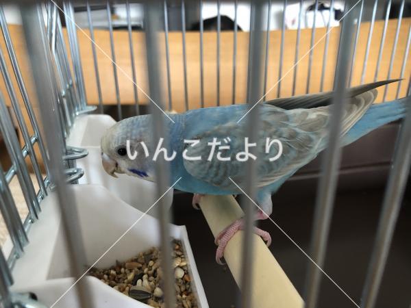 保護鳥の写真