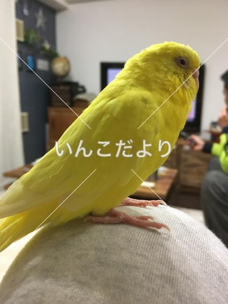 迷い鳥の写真