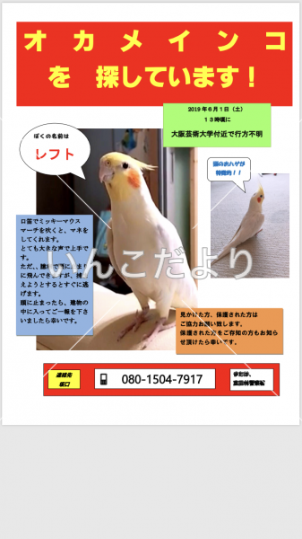 迷い鳥の写真