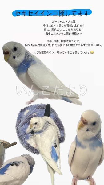 迷い鳥の写真