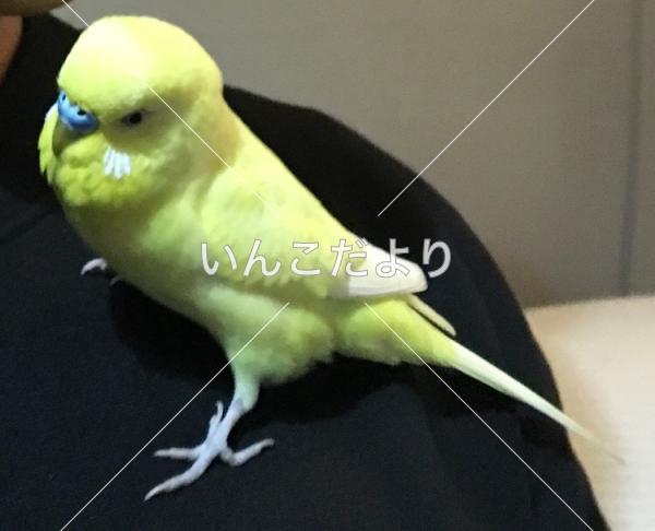 迷い鳥の写真