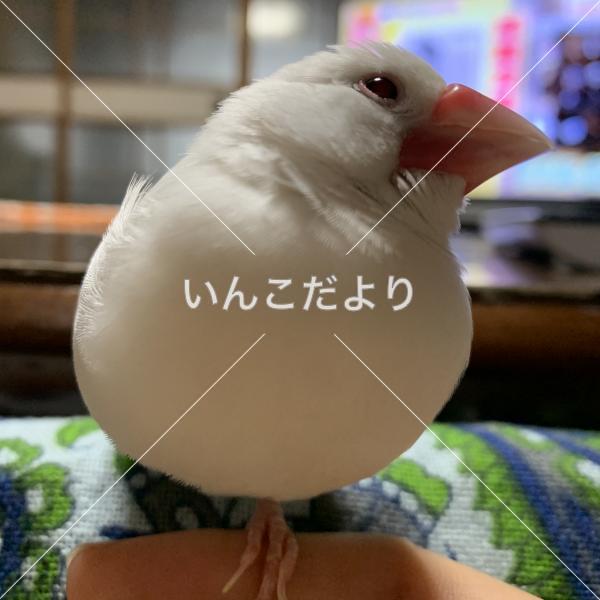 迷い鳥の写真