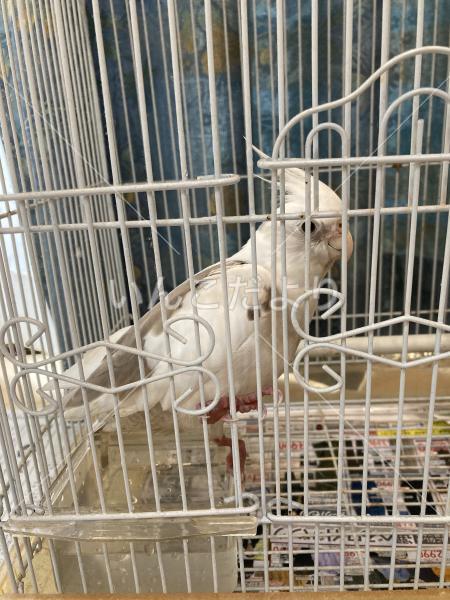 保護鳥の写真
