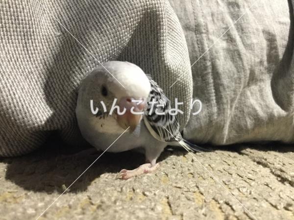 迷い鳥の写真