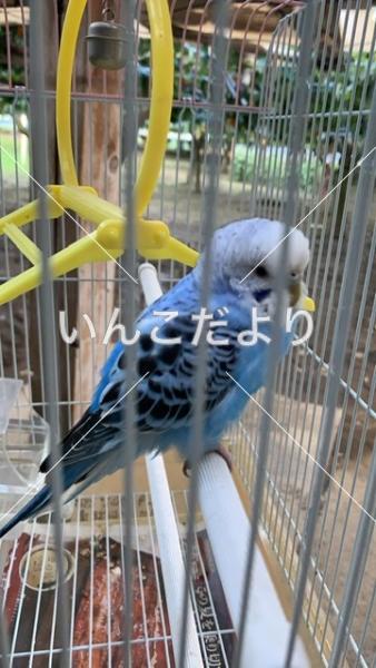 保護鳥の写真