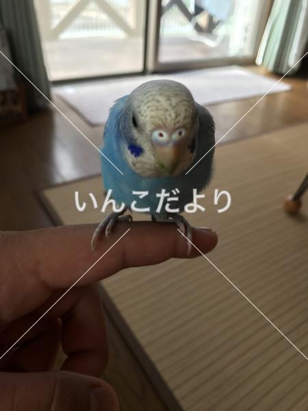 迷い鳥の写真