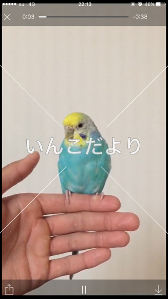 迷い鳥の写真