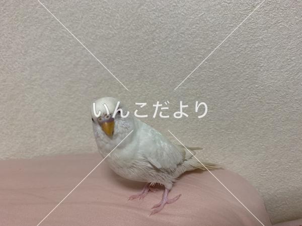 迷い鳥の写真