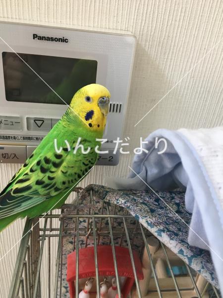 迷い鳥の写真