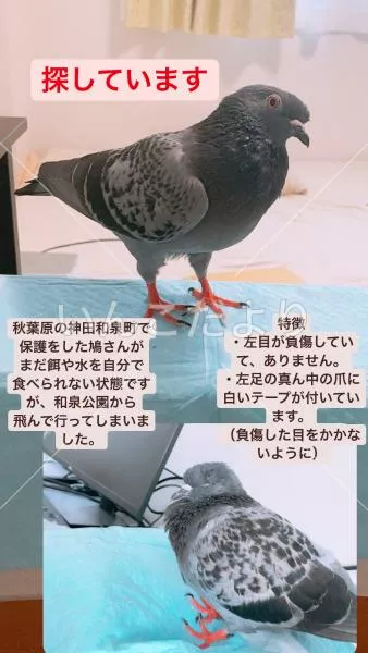 迷い鳥の写真