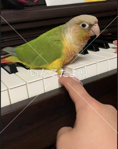 迷い鳥の写真