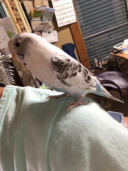 迷い鳥の写真