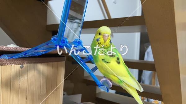 迷い鳥の写真