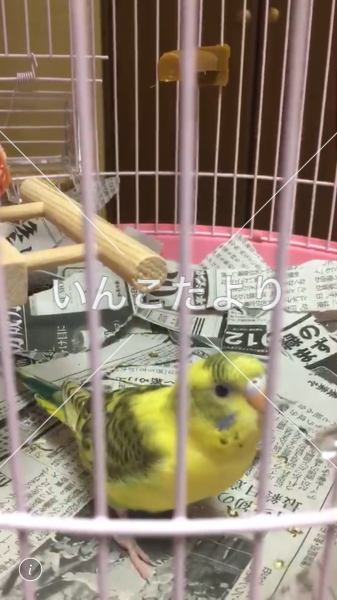 迷い鳥の写真