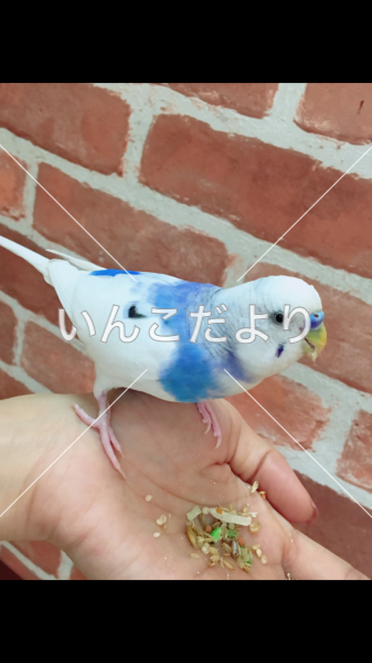 迷い鳥の写真