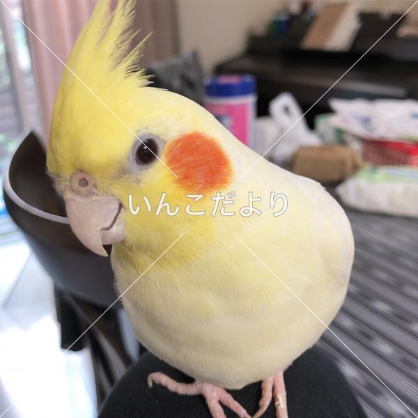迷い鳥の写真