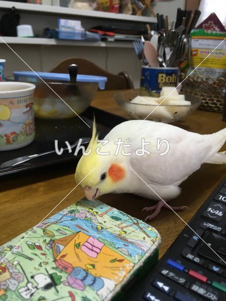 迷い鳥の写真