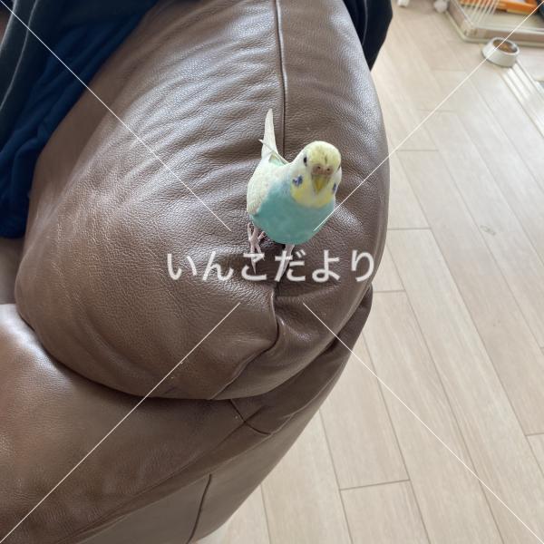 迷い鳥の写真