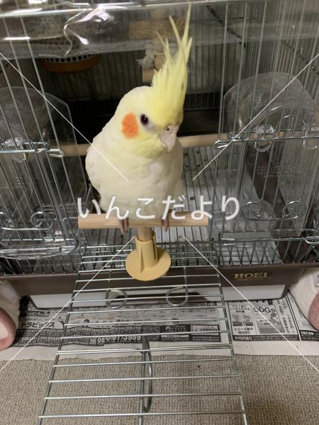 迷い鳥の写真