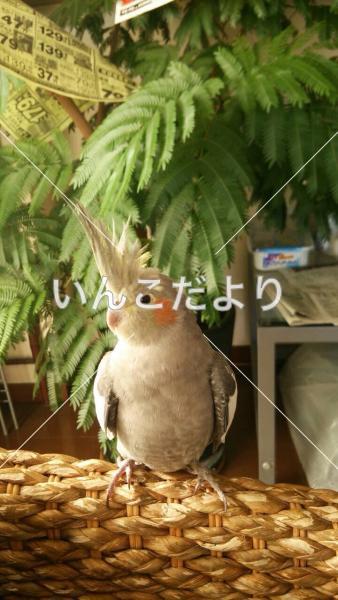 迷い鳥の写真